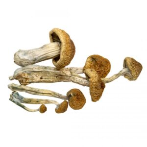 Mckennaii Magic Mushrooms USA