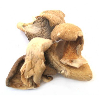 Dried Oyster Mushrooms in