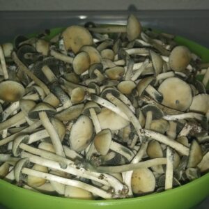 Buy Copelandia Mushroom USA
